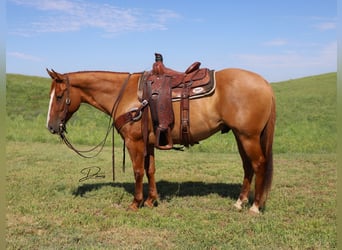 American Quarter Horse, Gelding, 5 years, 15 hh, Red Dun