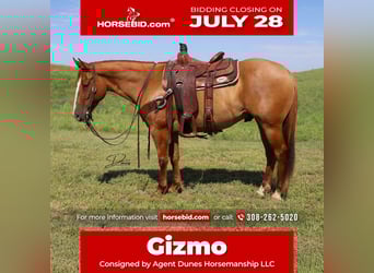 American Quarter Horse, Gelding, 5 years, 15 hh, Red Dun