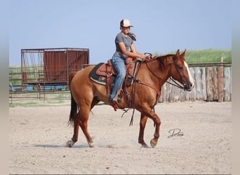 American Quarter Horse, Gelding, 5 years, 15 hh, Red Dun