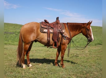 American Quarter Horse, Gelding, 5 years, 15 hh, Red Dun