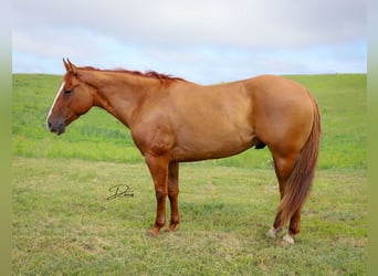 American Quarter Horse, Gelding, 5 years, 15 hh, Red Dun