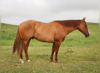 American Quarter Horse, Gelding, 5 years, 15 hh, Red Dun