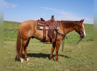 American Quarter Horse, Gelding, 5 years, 15 hh, Red Dun