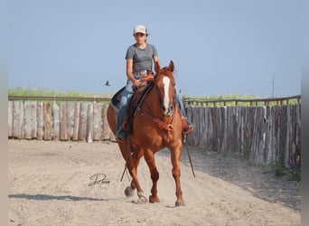 American Quarter Horse, Gelding, 5 years, 15 hh, Red Dun