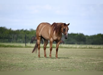 American Quarter Horse, Gelding, 5 years, 15 hh, Red Dun