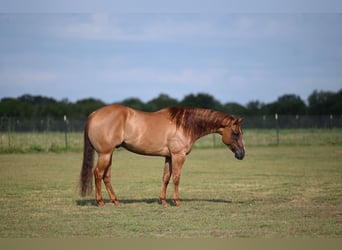American Quarter Horse, Gelding, 5 years, 15 hh, Red Dun