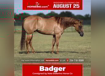 American Quarter Horse, Gelding, 5 years, 15 hh, Red Dun
