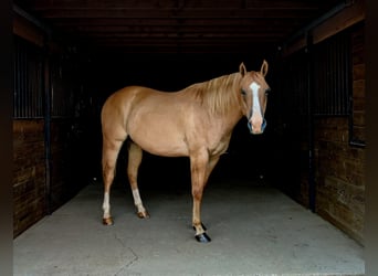 American Quarter Horse, Gelding, 5 years, 15 hh, Red Dun