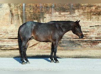American Quarter Horse, Gelding, 5 years, 15 hh, Roan-Bay