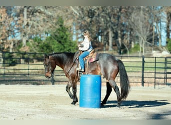 American Quarter Horse, Gelding, 5 years, 15 hh, Roan-Bay