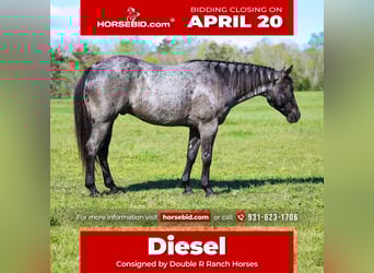 American Quarter Horse, Gelding, 5 years, 15 hh, Roan-Blue