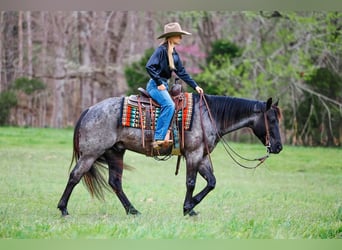 American Quarter Horse, Gelding, 5 years, 15 hh, Roan-Blue