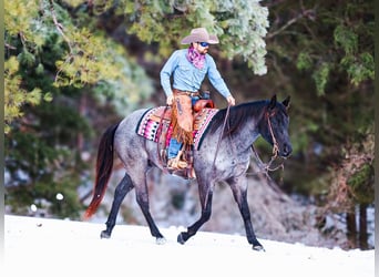 American Quarter Horse, Gelding, 5 years, 15 hh, Roan-Blue