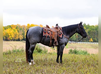 American Quarter Horse, Gelding, 5 years, 15 hh, Roan-Blue