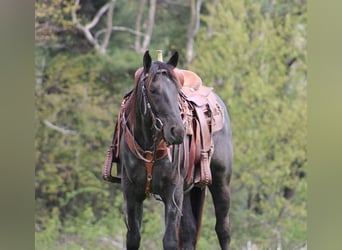 American Quarter Horse, Gelding, 5 years, 15 hh, Roan-Blue