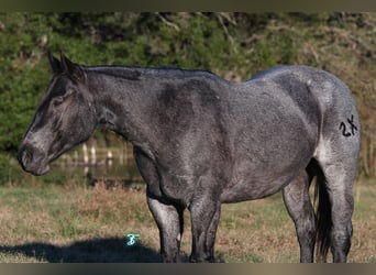 American Quarter Horse, Gelding, 5 years, 15 hh, Roan-Blue