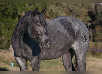 American Quarter Horse, Gelding, 5 years, 15 hh, Roan-Blue