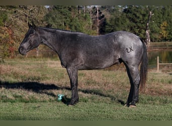 American Quarter Horse, Gelding, 5 years, 15 hh, Roan-Blue