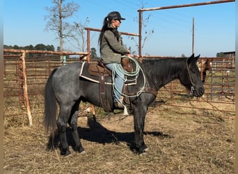 American Quarter Horse, Gelding, 5 years, 15 hh, Roan-Blue