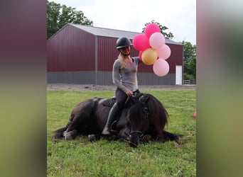 American Quarter Horse, Gelding, 5 years, 15 hh, Roan-Blue