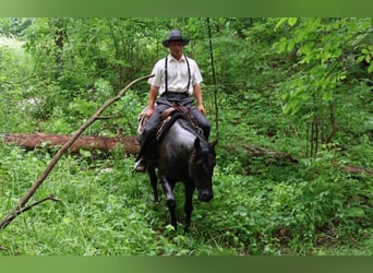American Quarter Horse, Gelding, 5 years, 15 hh, Roan-Blue