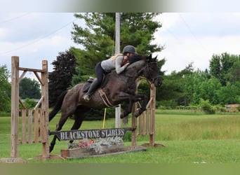 American Quarter Horse, Gelding, 5 years, 15 hh, Roan-Blue