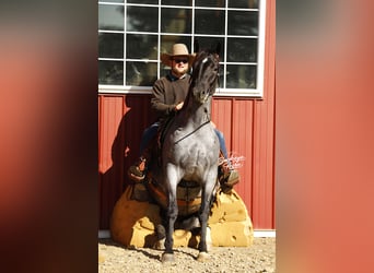 American Quarter Horse Mix, Gelding, 5 years, 15 hh, Roan-Blue