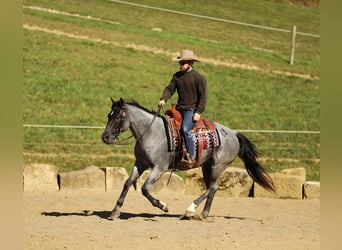 American Quarter Horse Mix, Gelding, 5 years, 15 hh, Roan-Blue