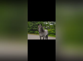 American Quarter Horse, Gelding, 5 years, 15 hh, Roan-Blue