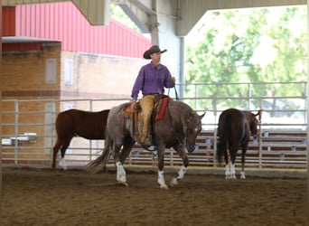 American Quarter Horse, Gelding, 5 years, 15 hh, Roan-Red