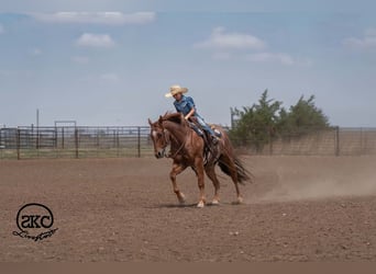 American Quarter Horse, Gelding, 5 years, 15 hh, Roan-Red