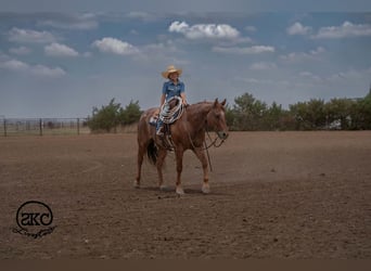 American Quarter Horse, Gelding, 5 years, 15 hh, Roan-Red