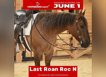 American Quarter Horse, Gelding, 5 years, 15 hh, Roan-Red