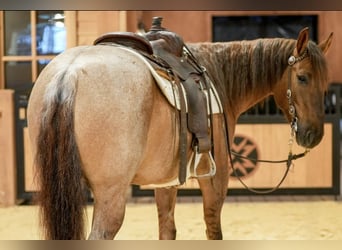 American Quarter Horse, Gelding, 5 years, 15 hh, Roan-Red