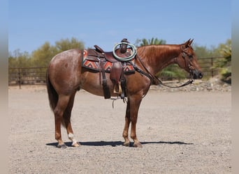American Quarter Horse, Gelding, 5 years, 15 hh, Roan-Red