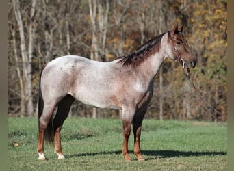 American Quarter Horse, Gelding, 5 years, 15 hh, Roan-Red