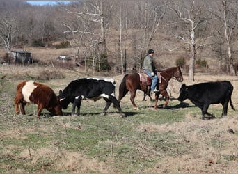 American Quarter Horse, Gelding, 5 years, 15 hh, Roan-Red