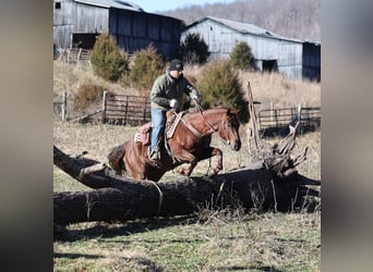 American Quarter Horse, Gelding, 5 years, 15 hh, Roan-Red