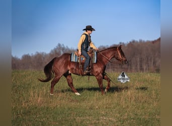 American Quarter Horse, Gelding, 5 years, 15 hh, Roan-Red