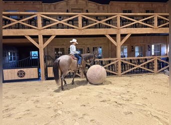 American Quarter Horse, Gelding, 5 years, 15 hh, Roan-Red