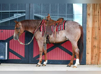 American Quarter Horse, Gelding, 5 years, 15 hh, Roan-Red