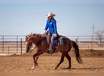 American Quarter Horse, Gelding, 5 years, 15 hh, Roan-Red