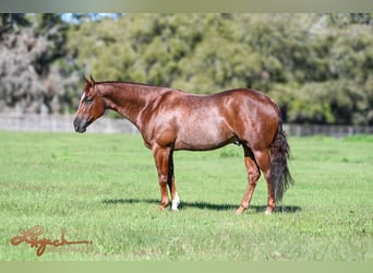 American Quarter Horse, Gelding, 5 years, 15 hh, Roan-Red