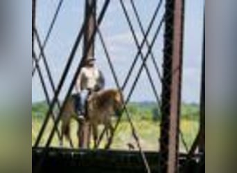 American Quarter Horse, Gelding, 5 years, 15 hh, Roan-Red