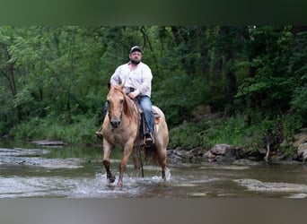 American Quarter Horse, Gelding, 5 years, 15 hh, Roan-Red