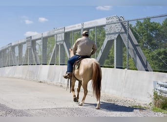 American Quarter Horse, Gelding, 5 years, 15 hh, Roan-Red