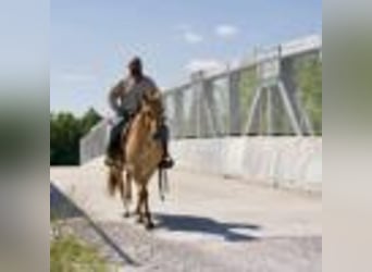 American Quarter Horse, Gelding, 5 years, 15 hh, Roan-Red