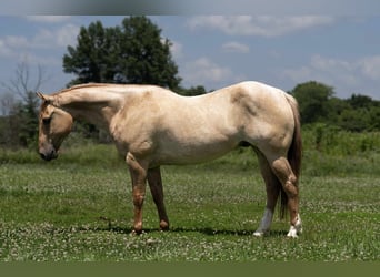 American Quarter Horse, Gelding, 5 years, 15 hh, Roan-Red