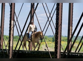 American Quarter Horse, Gelding, 5 years, 15 hh, Roan-Red