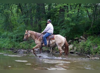 American Quarter Horse, Gelding, 5 years, 15 hh, Roan-Red